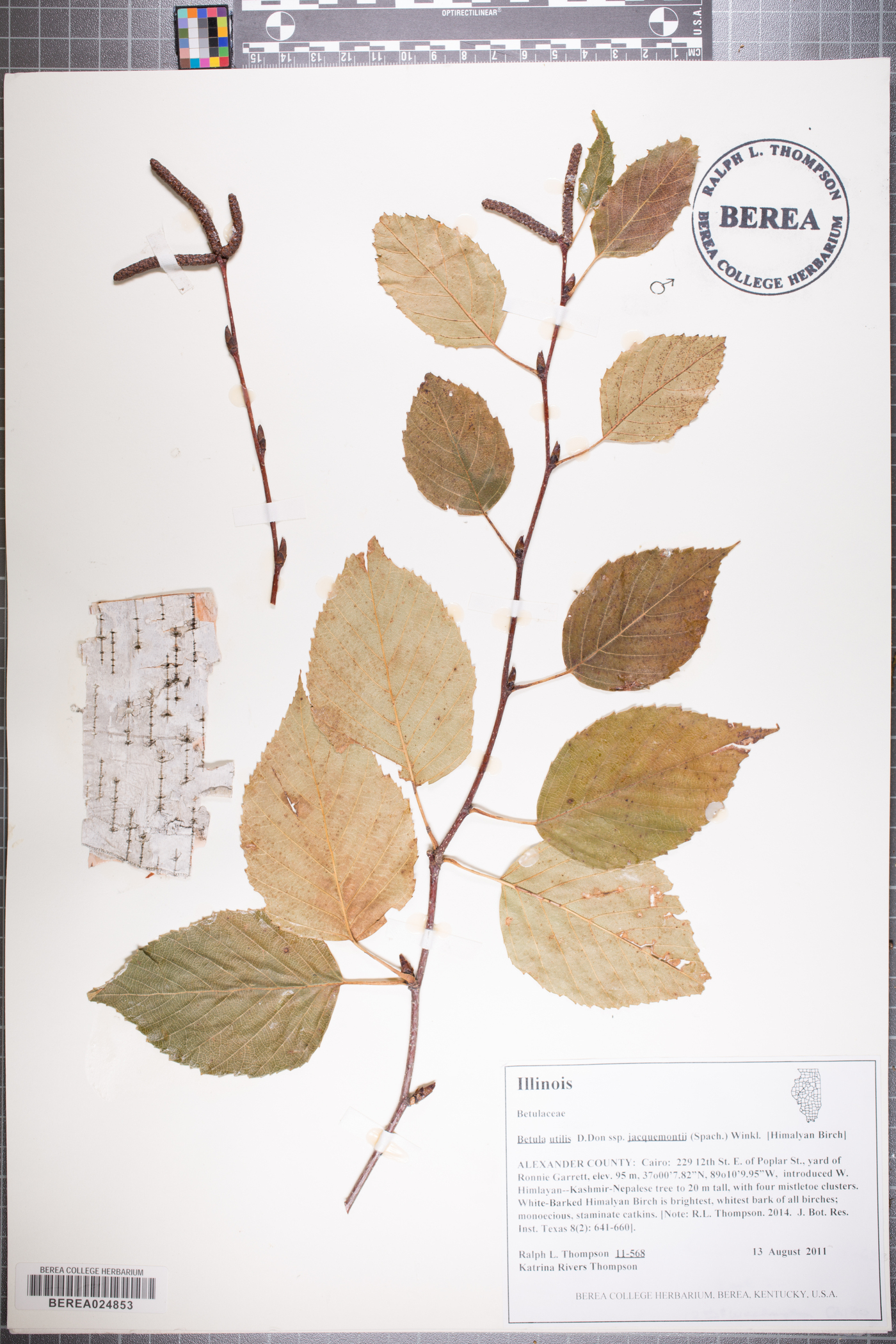 Betula utilis image