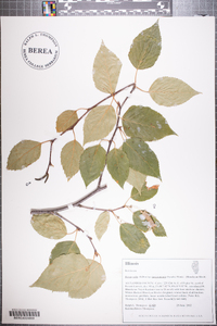 Betula utilis image