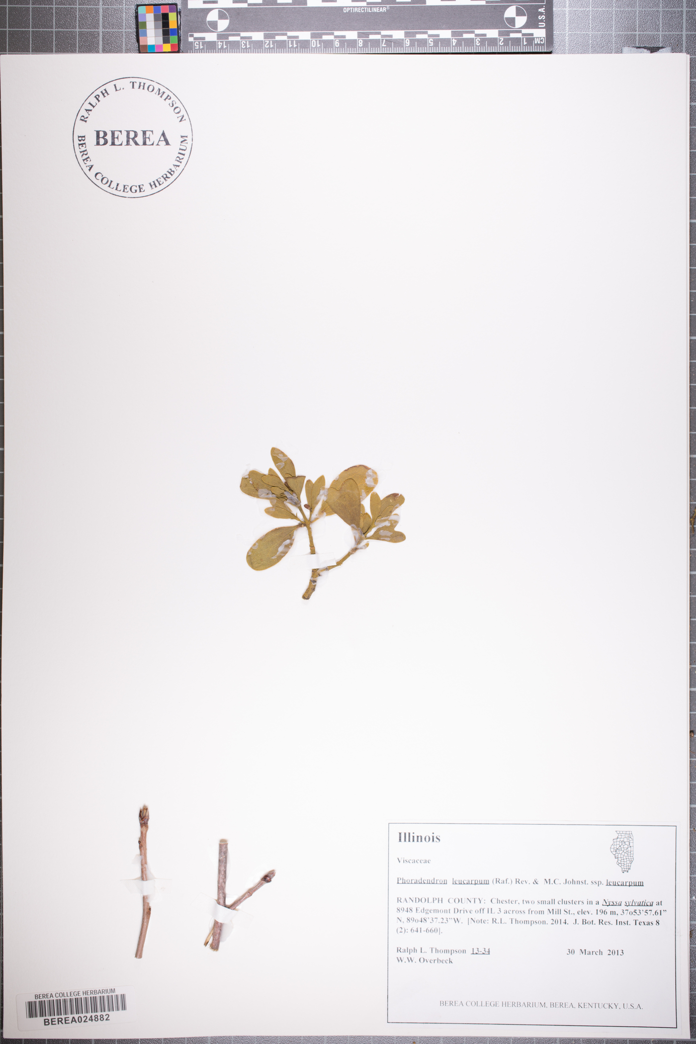Phoradendron leucarpum subsp. leucarpum image