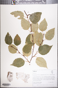 Betula utilis var. jacquemontii image