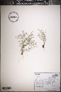 Gypsophila muralis image