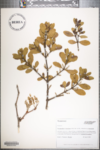 Phoradendron leucarpum subsp. leucarpum image