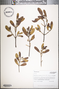 Phoradendron leucarpum subsp. leucarpum image