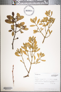 Phoradendron leucarpum subsp. leucarpum image