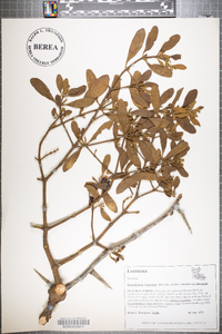 Phoradendron leucarpum subsp. leucarpum image