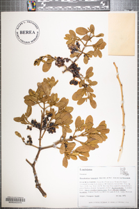 Phoradendron leucarpum subsp. leucarpum image