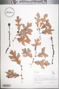 Quercus margaretta image