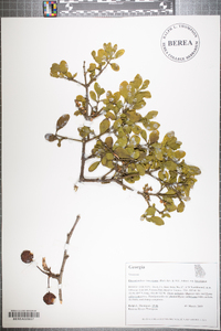 Phoradendron leucarpum subsp. leucarpum image