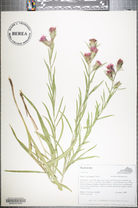 Liatris squarrulosa image