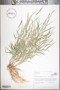 Muhlenbergia frondosa image