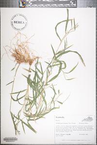 Muhlenbergia frondosa image