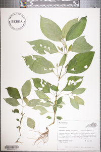 Achyranthes japonica image