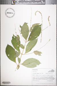 Achyranthes japonica image