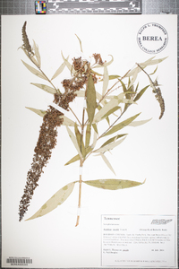 Buddleja davidii image