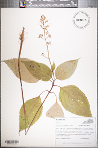 Collinsonia canadensis image