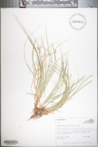 Carex willdenowii image