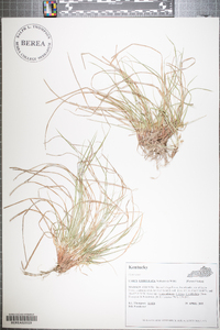 Carex umbellata image