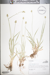 Carex mesochorea image