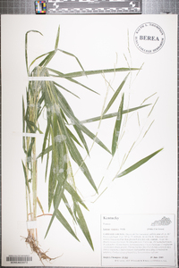 Leersia virginica image