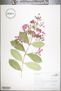 Lagerstroemia indica image