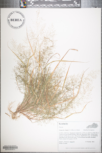 Eragrostis frankii image