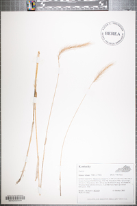 Elymus villosus image