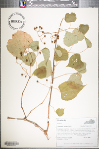 Ampelopsis cordata image