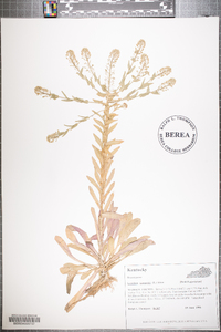 Lepidium campestre image