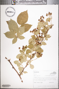 Rubus argutus image