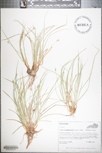 Carex willdenowii image