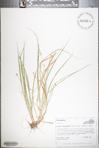 Carex willdenowii image