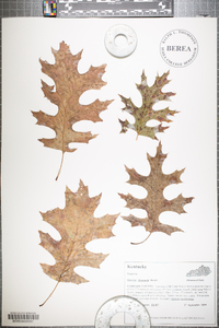 Quercus shumardii image