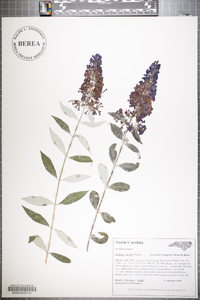 Buddleja davidii image