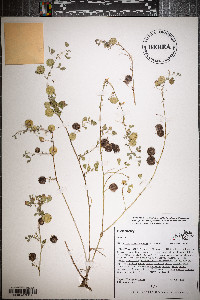 Medicago orbicularis image