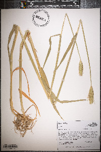 Hordeum vulgare image