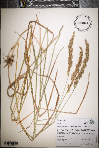 Calamagrostis cinnoides image