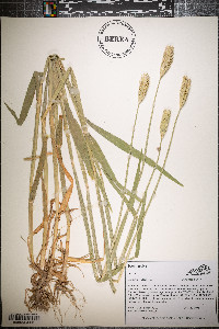 Hordeum vulgare image