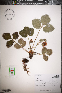 Fragaria x ananassa image