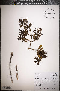 Phoradendron leucarpum subsp. leucarpum image