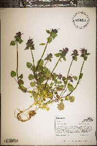 Lamium purpureum image