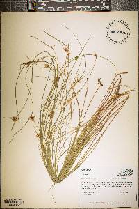 Scleria ciliata image