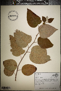 Populus heterophylla image