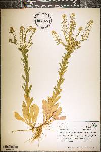 Lepidium campestre image