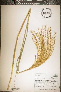 Miscanthus sinensis image