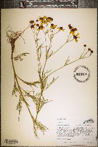 Coreopsis tinctoria image