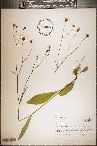 Hieracium venosum image