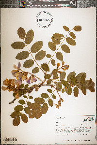 Robinia hispida image