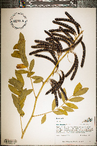 Senna marilandica image