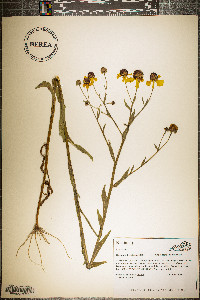 Helenium flexuosum image