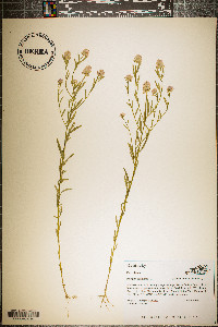 Polygala sanguinea image